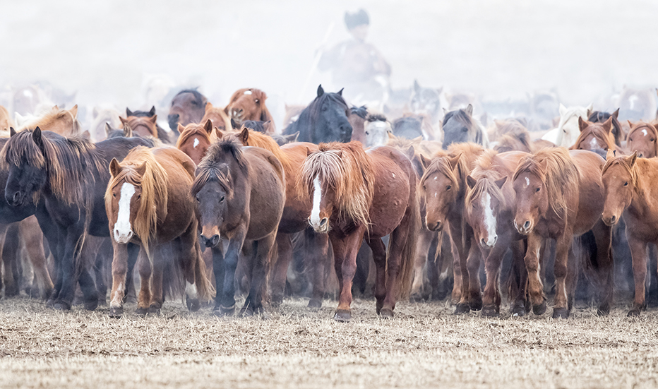 mongolian horses in winter photography by batzaya choijiljav